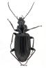 Platynus longiventris